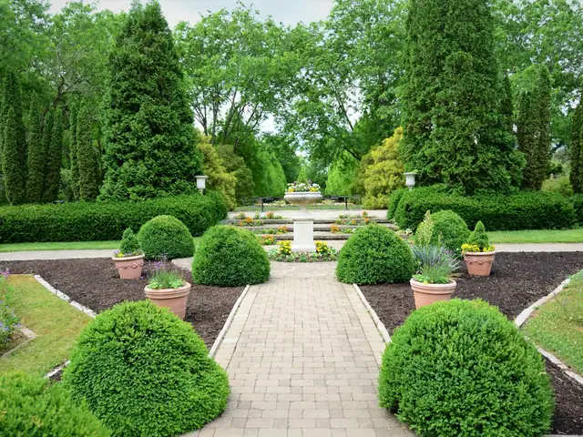 Allée de buis en boule